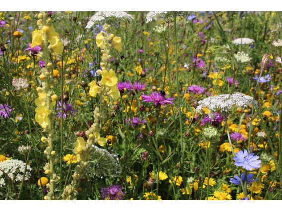 Projekt "Bunte Biomasse" - Wildblumen auf dem Feld von Landwirt Richard Schulte © Foto Kreis Paderborn